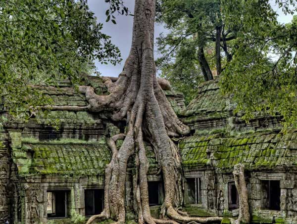 Jungle Temple of Ta Prohm
